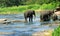 Wild Asian elephant herd came to drink at the river