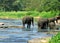 Wild Asian elephant herd came to drink at the river