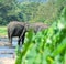 Wild Asian elephant herd came to drink at the river