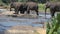 Wild Asian elephant herd came to drink at the river