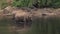 Wild asian elephant herd in river in India