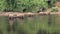 Wild asian elephant herd in river in India