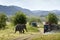 Wild Asian elephant in Minneriya national park, Sri Lanka