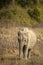 Wild asian elephant or tusker head on portrait strolling or walking in winter morning light at dhikala zone of jim corbett