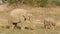 Wild asian mother elephant with her calf or baby tusker eating grass in with rolling trunk at dhikala zone of jim corbett national