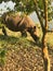 Wild Asian Rhinoceros encounter