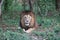 Wild Asiatic Lion watching its prey.