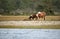 Wild Assateague ponies