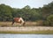 Wild assateague pony