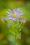 Wild Aster - Aster subspicatus  - Top View