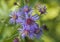 Wild Aster Flower Cluster - Top View