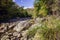 Wild asters flowers on Westfield River on Keystone arches bridge Trail in Berkshires Massachusetts