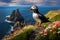 Wild atlantic puffin seabird