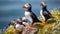 Wild atlantic puffin seabird