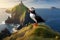 Wild atlantic puffin seabird