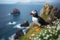 Wild atlantic puffin seabird