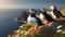 Wild atlantic puffin seabird