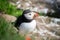 Wild Atlantic puffin seabird in the auk family