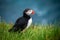 Wild Atlantic puffin seabird in the auk family