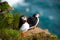 Wild Atlantic puffin seabird in the auk family.