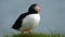 Wild Atlantic puffin seabird in the auk family in Iceland.