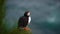 Wild Atlantic puffin seabird in the auk family in Iceland.