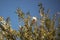 Wild Australian Corella in a tree