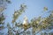 Wild Australian Corella in a tree