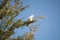 Wild Australian Corella in a tree