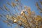 Wild Australian Corellas in a tree