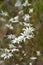 Wild Australian native flannel flowers, Actinotus helianthi, growing in Sydney open forest