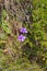 Wild Australian orchid - purple enamel orchid