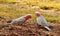 Wild Australian Pink & Grey Galahs in farm paddock