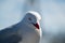 Wild Australian seagull bird
