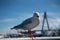 Wild Australian seagull bird