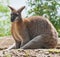 Wild Australian Wallaby