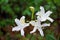 Wild Azaleas flower, Yosemite National Park