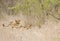 Wild babies lions playing, Kruger national park, SOUTH AFRICA