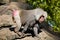 Wild baboon