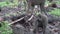 Wild Baboon Monkey with baby in African Botswana savannah