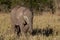 Wild baby African elephant