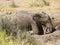 Wild baby african elephant playing in mud, Kruger National park, South Africa