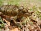 Wild baby chameleon walking on the grass