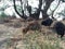 Wild Baby Chickens under Casuarina Tree on Beach in Kapaa on Kauai Island in Hawaii.