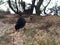 Wild Baby Chickens under Casuarina Tree on Beach in Kapaa on Kauai Island in Hawaii.