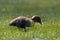 Wild baby duck in Tasmania