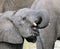 Wild baby elephant drinks water from a pond at dusk