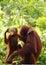 Wild baby and mom Orangutans Borneo phone wallpaper