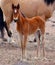 Wild Baby Mustang Horse with his Herd