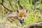 Wild baby red fox cub vulpes vulpes